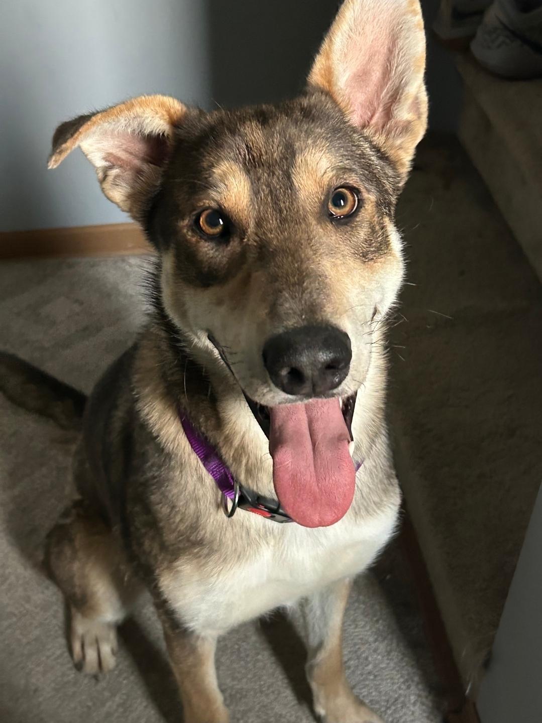 Enlarge Nova, a ADOPTABLE mixed breed in Plattsmouth, NE image 1/4