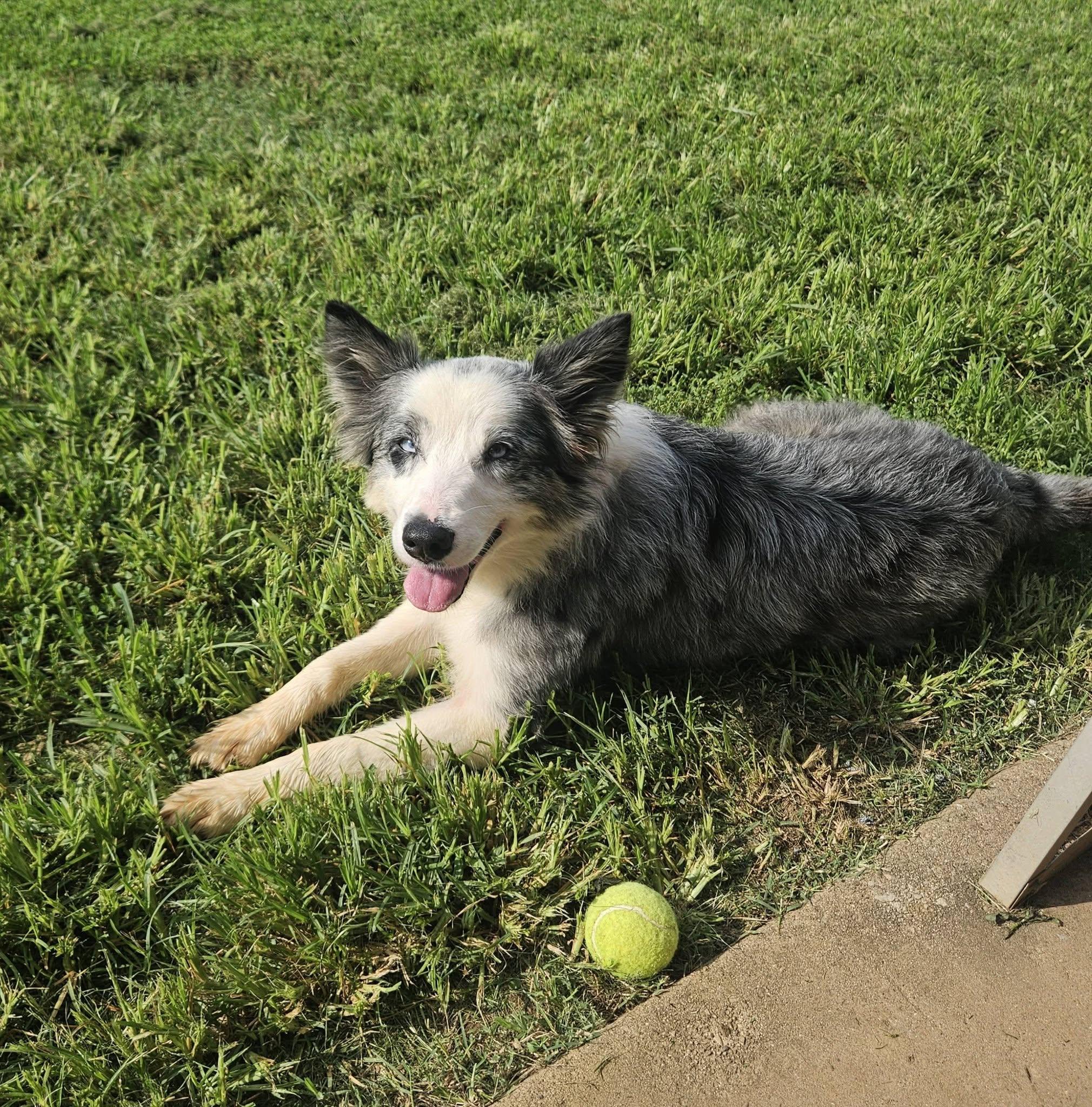Sky, a ADOPTABLE mixed breed in vALE, NC image 2/2