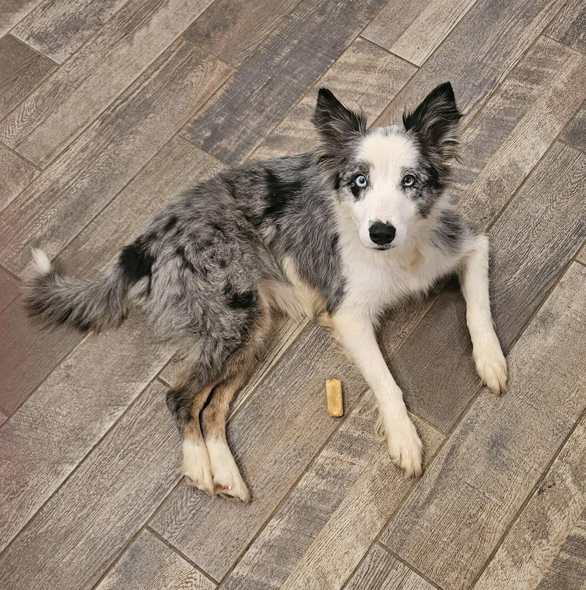Sky, a ADOPTABLE mixed breed in vALE, NC image 1/2