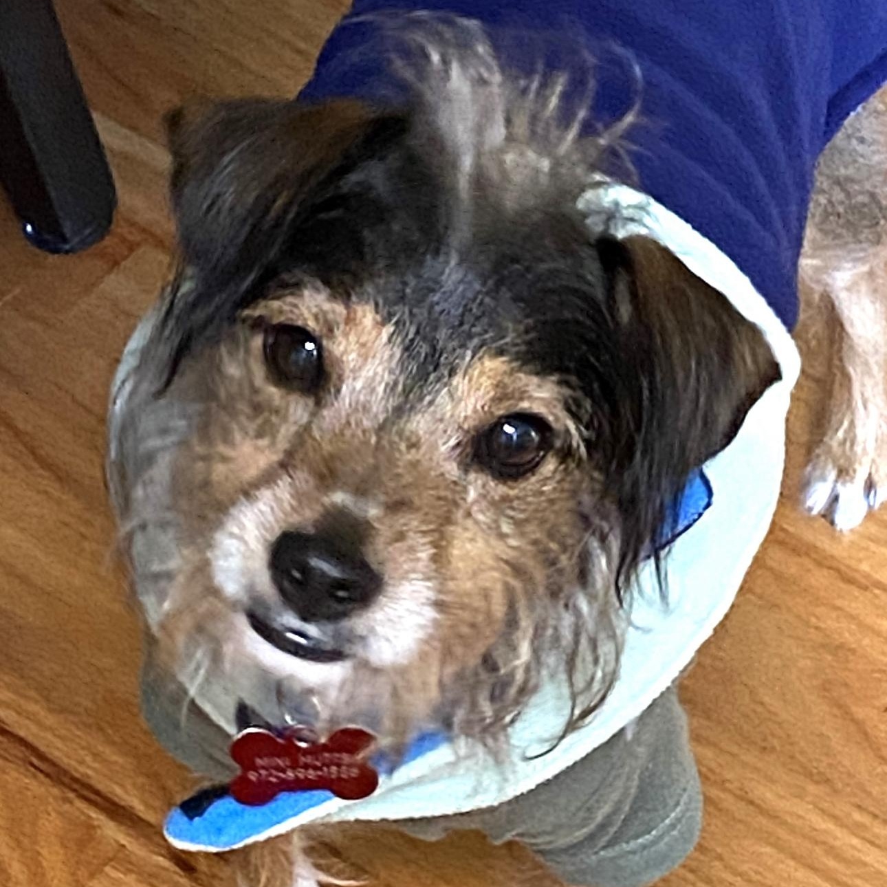 MAX, an adoptable Schnauzer, Yorkshire Terrier in Grand Prairie, TX, 75050 | Photo Image 3