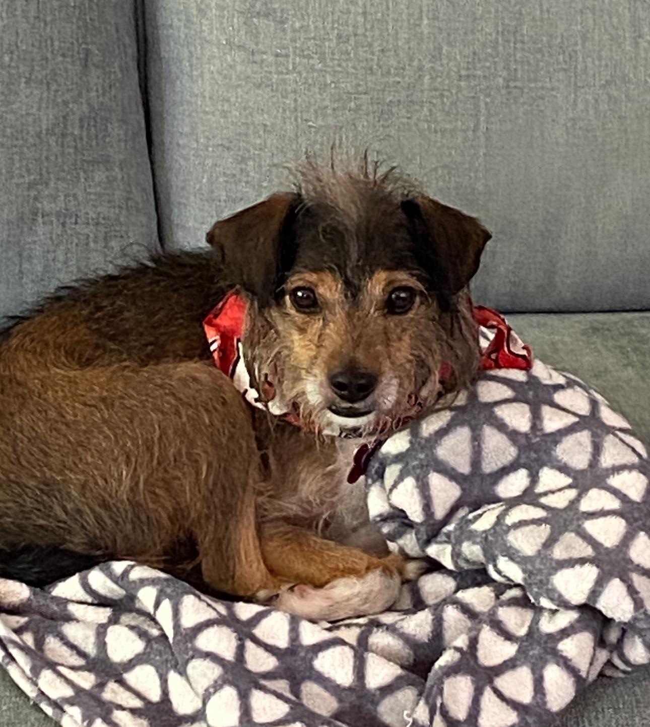 Enlarge MAX, a Adoptable mixed breed in Grand Prairie, TX image 5/6