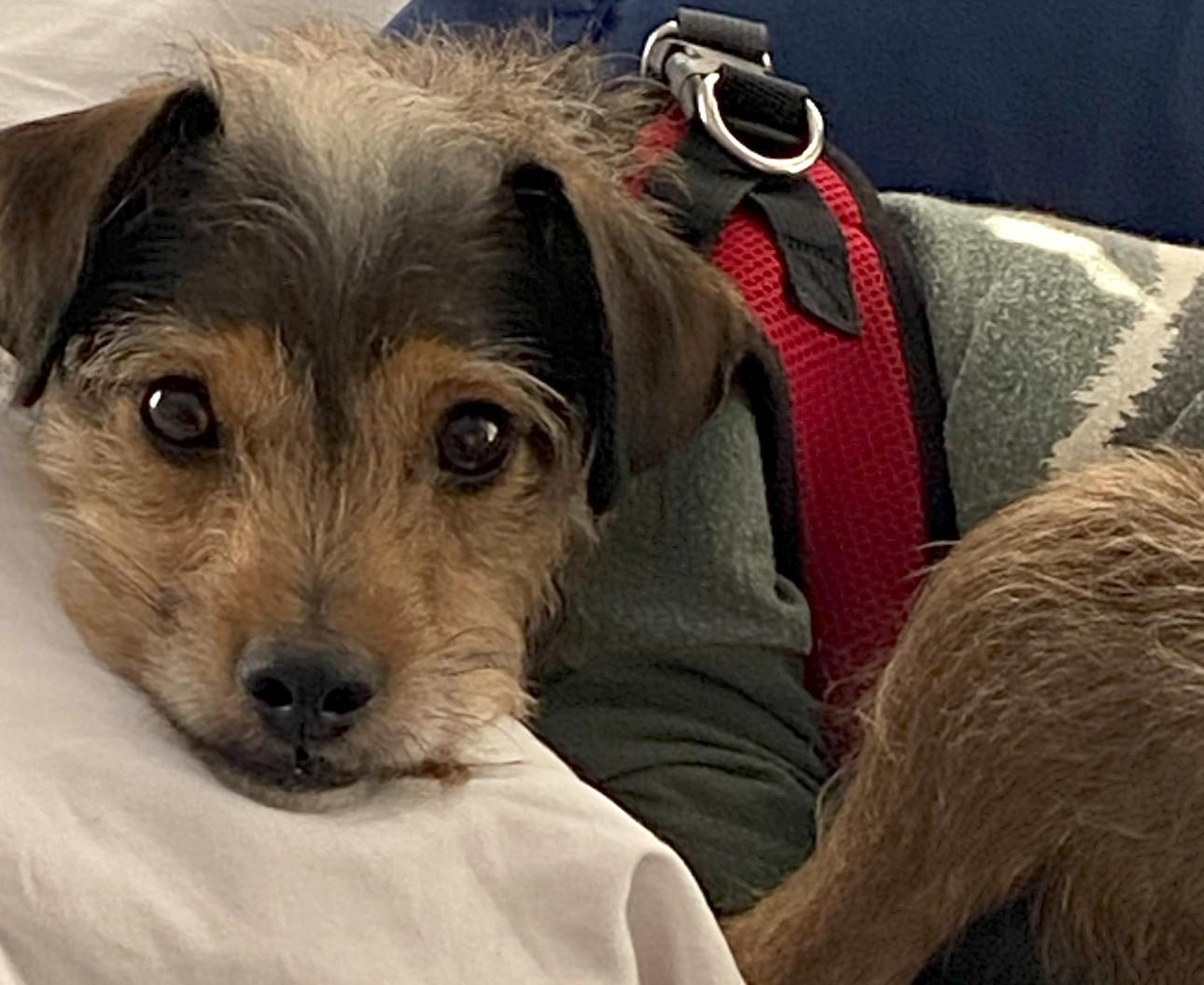 Enlarge MAX, a Adoptable mixed breed in Grand Prairie, TX image 6/6