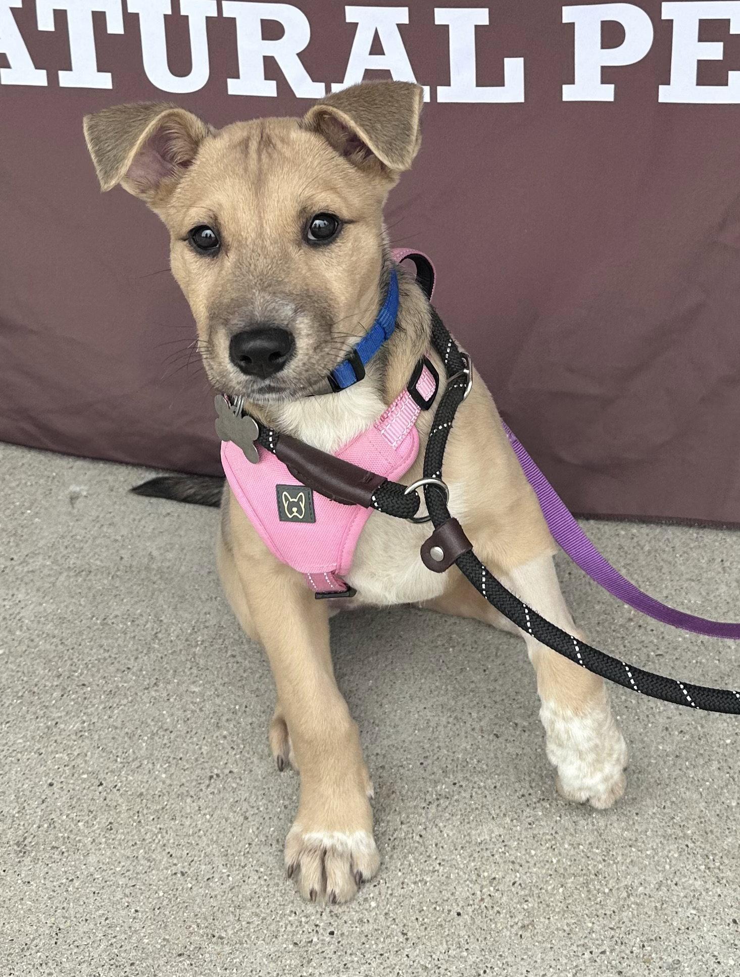 Sassy CA, a Adoptable Shepherd in Hillside, IL image 1/3