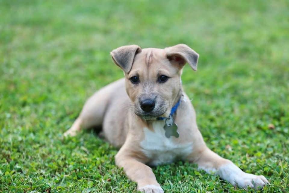 Sassy CA, a Adoptable Shepherd in Hillside, IL image 2/3