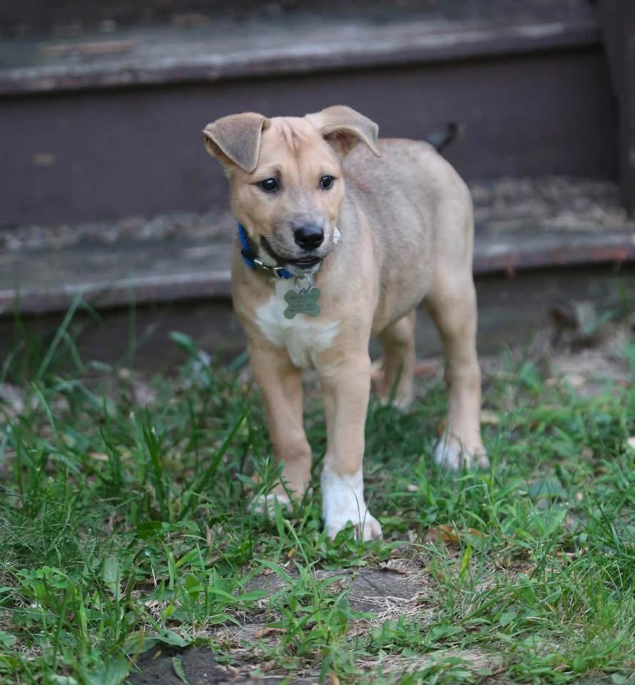 Sassy CA, a Adoptable Shepherd in Hillside, IL image 3/3