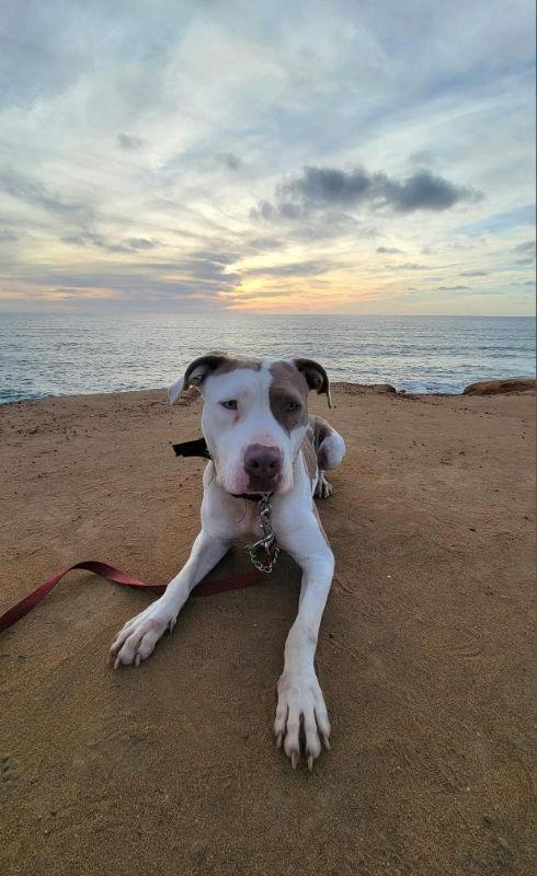 Morgan, Adoptable, Young Female American Bulldog & American Staffordshire Terrier.