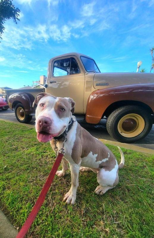 Enlarge Morgan, a Adoptable mixed breed in San Diego, CA image 2/6