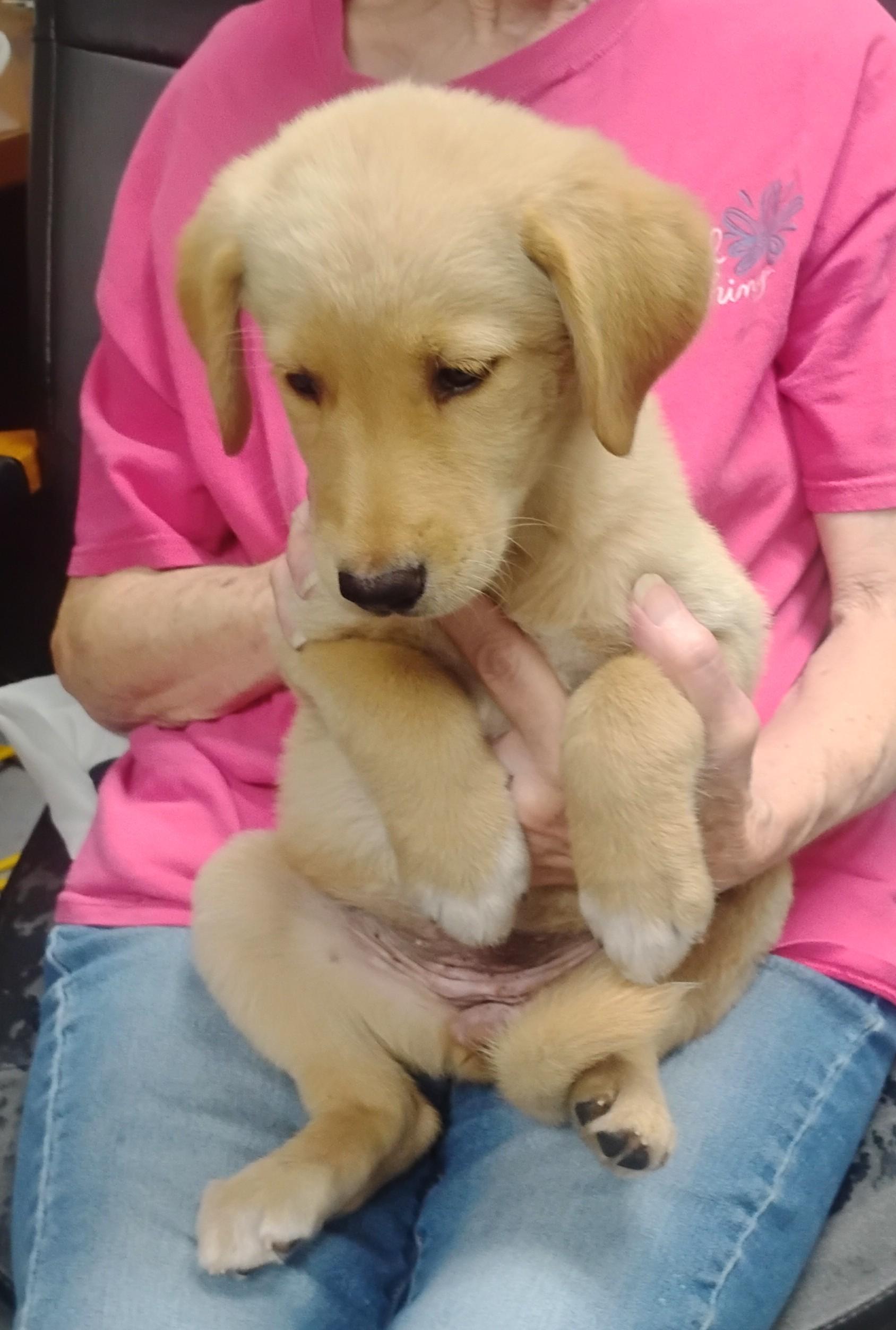 Blondie, a ADOPTABLE mixed breed in Sulphur, OK image 1/3
