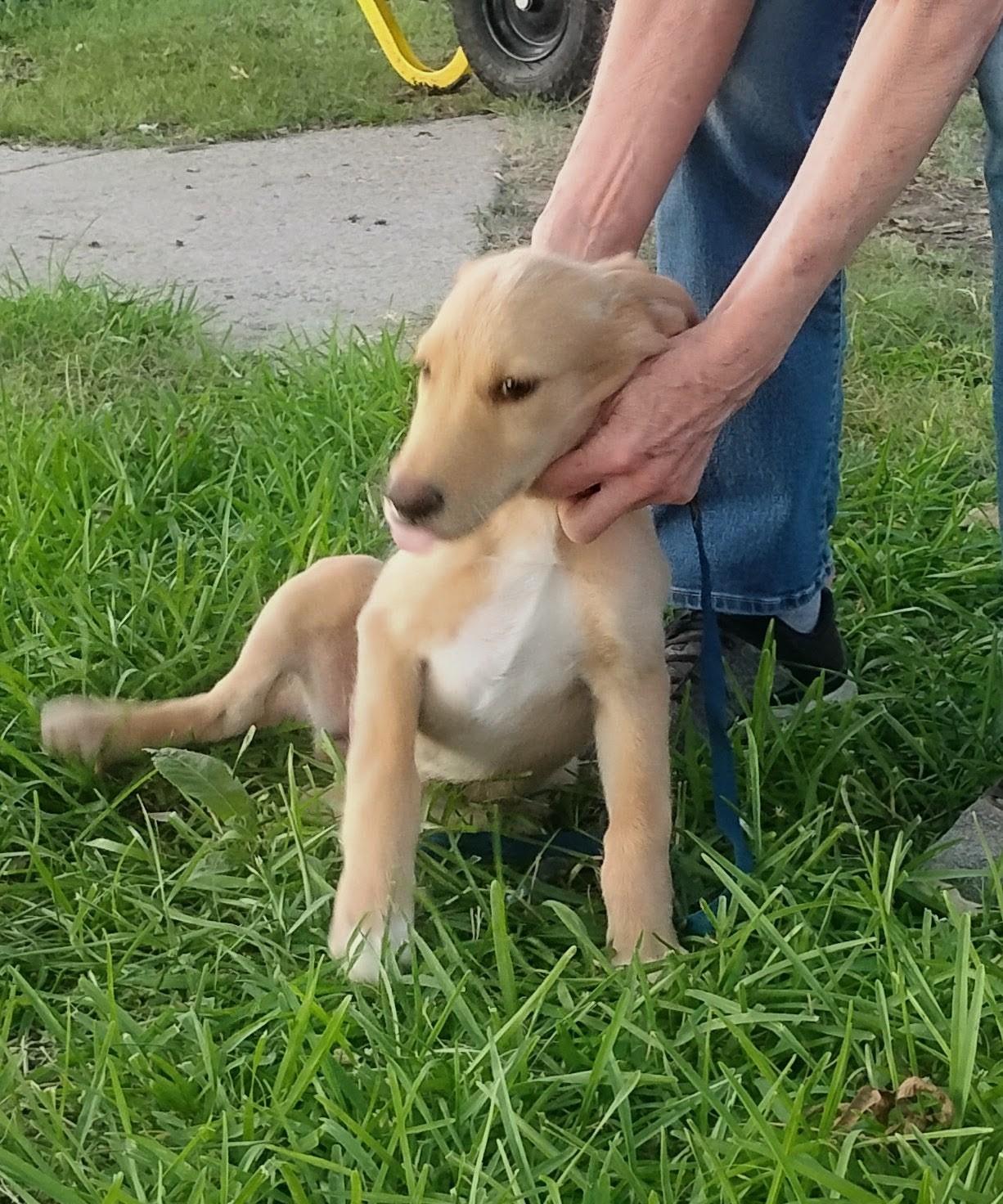 Blondie, adopted, Puppy Female Golden Retriever.