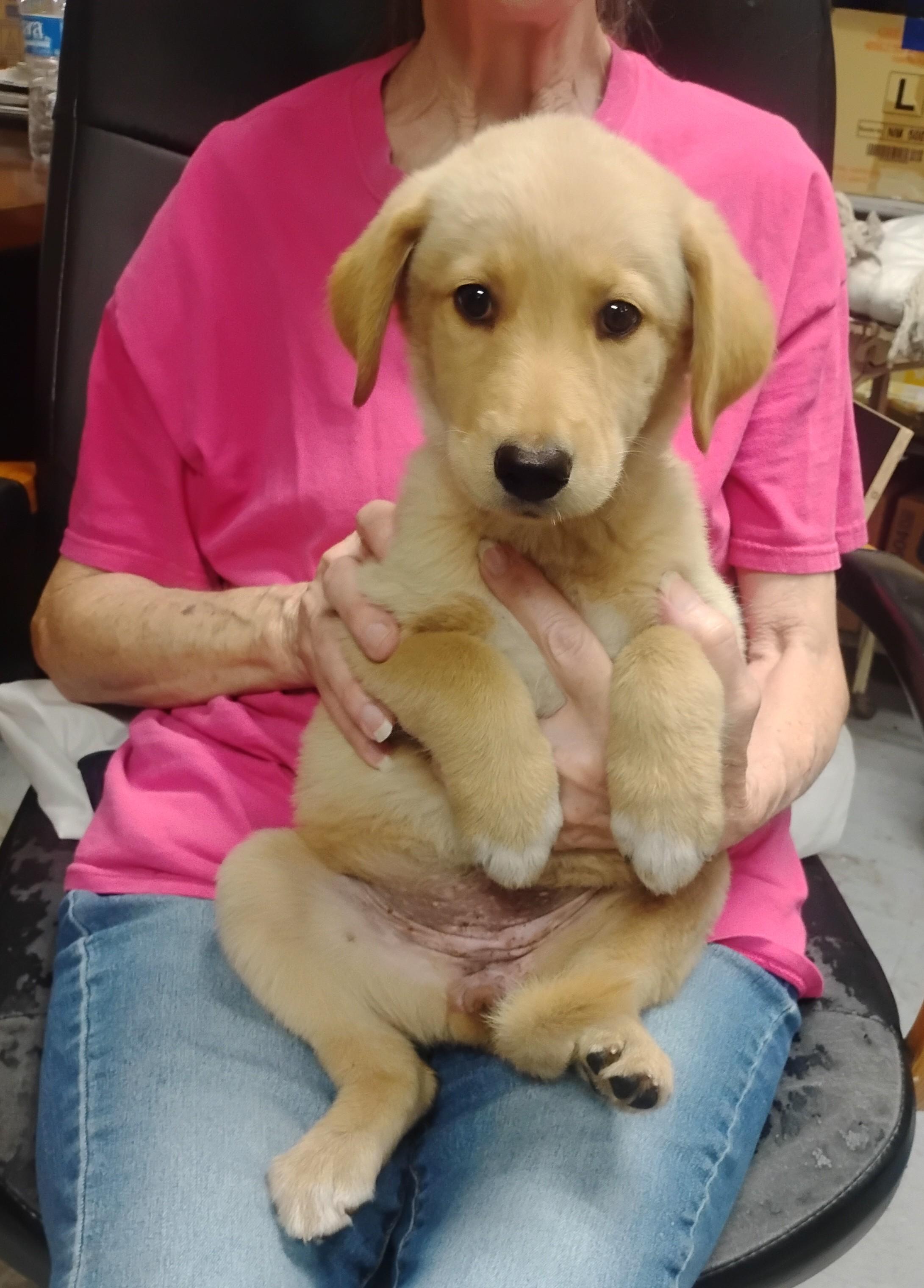Blondie, a ADOPTABLE mixed breed in Sulphur, OK image 2/3
