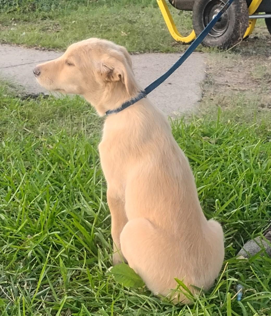 Blondie, an adopted mixed breed in Sulphur, OK image 2/6