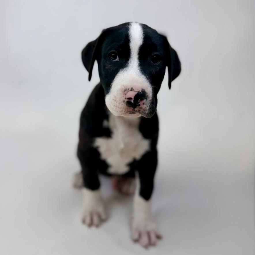 Enlarge Vander, a Adoptable mixed breed in Bellevue, WA image 4/4