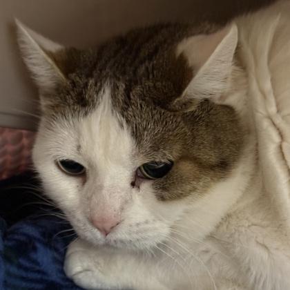 Enlarge Salem, a Adoptable Domestic Short Hair in Lansing, MI image 1/1