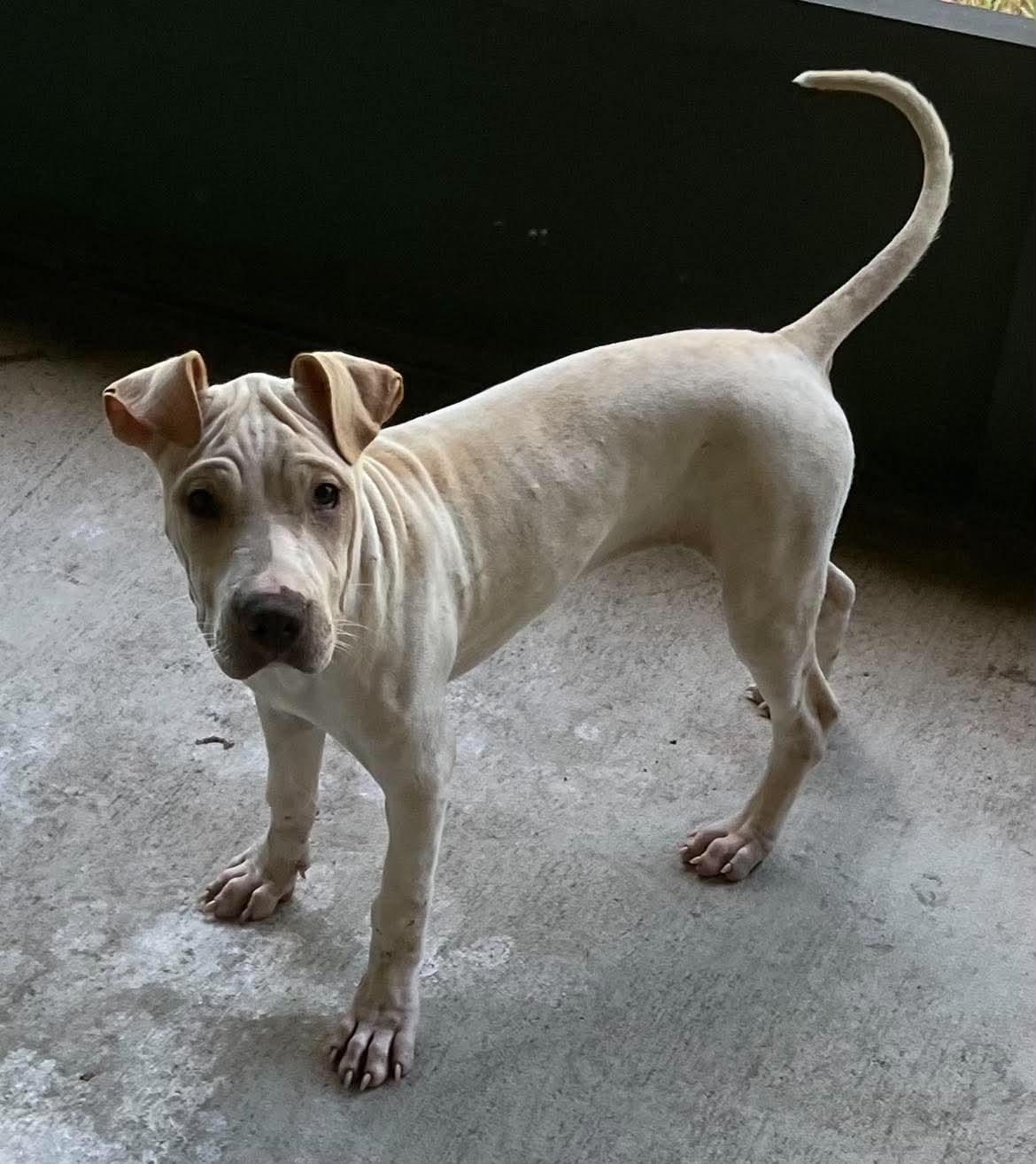 Enlarge Terry, a Adopted mixed breed in Orlando, FL image 4/6