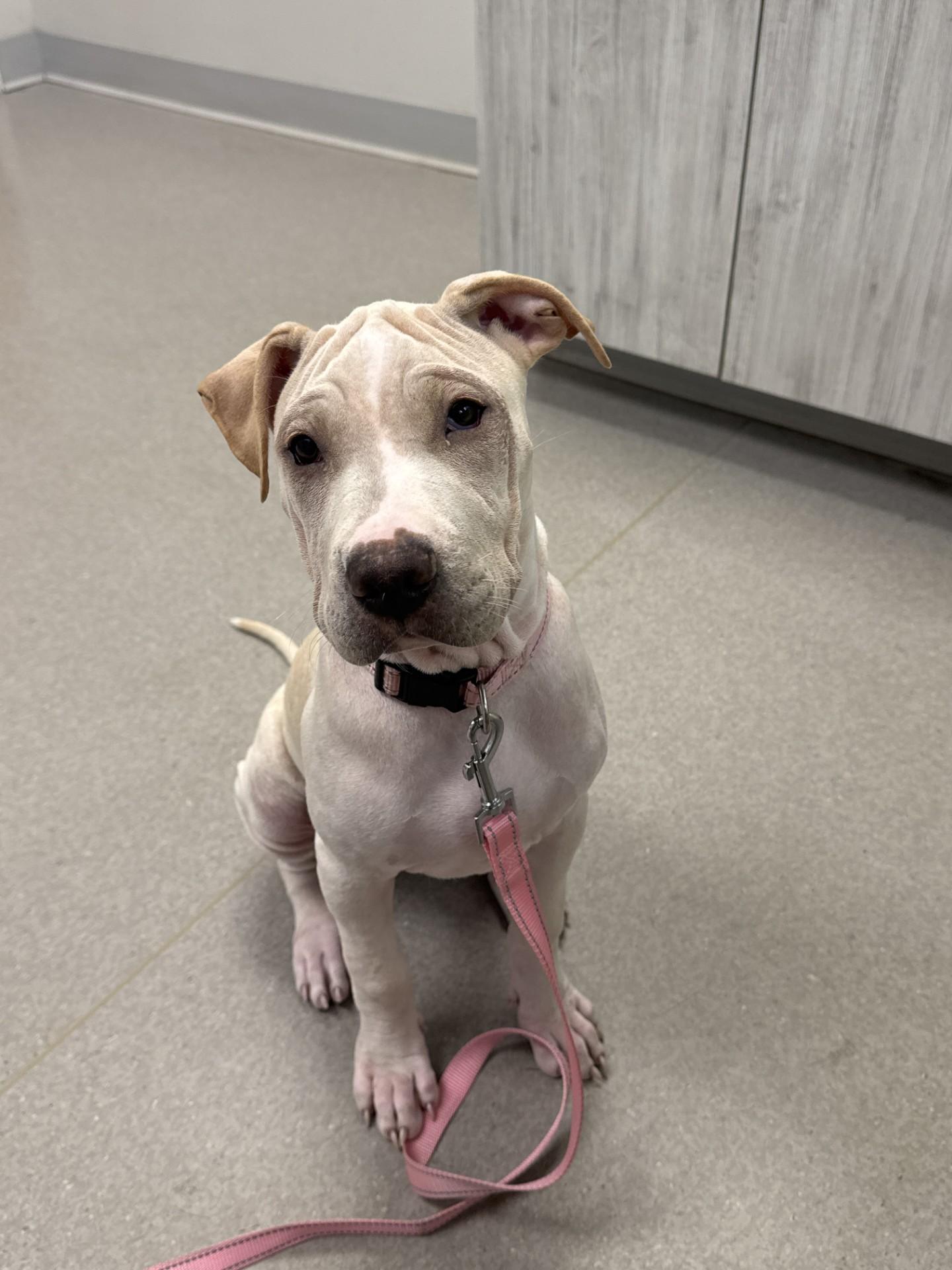 Terry, Adopted, Puppy Female Bulldog & Shar-Pei.