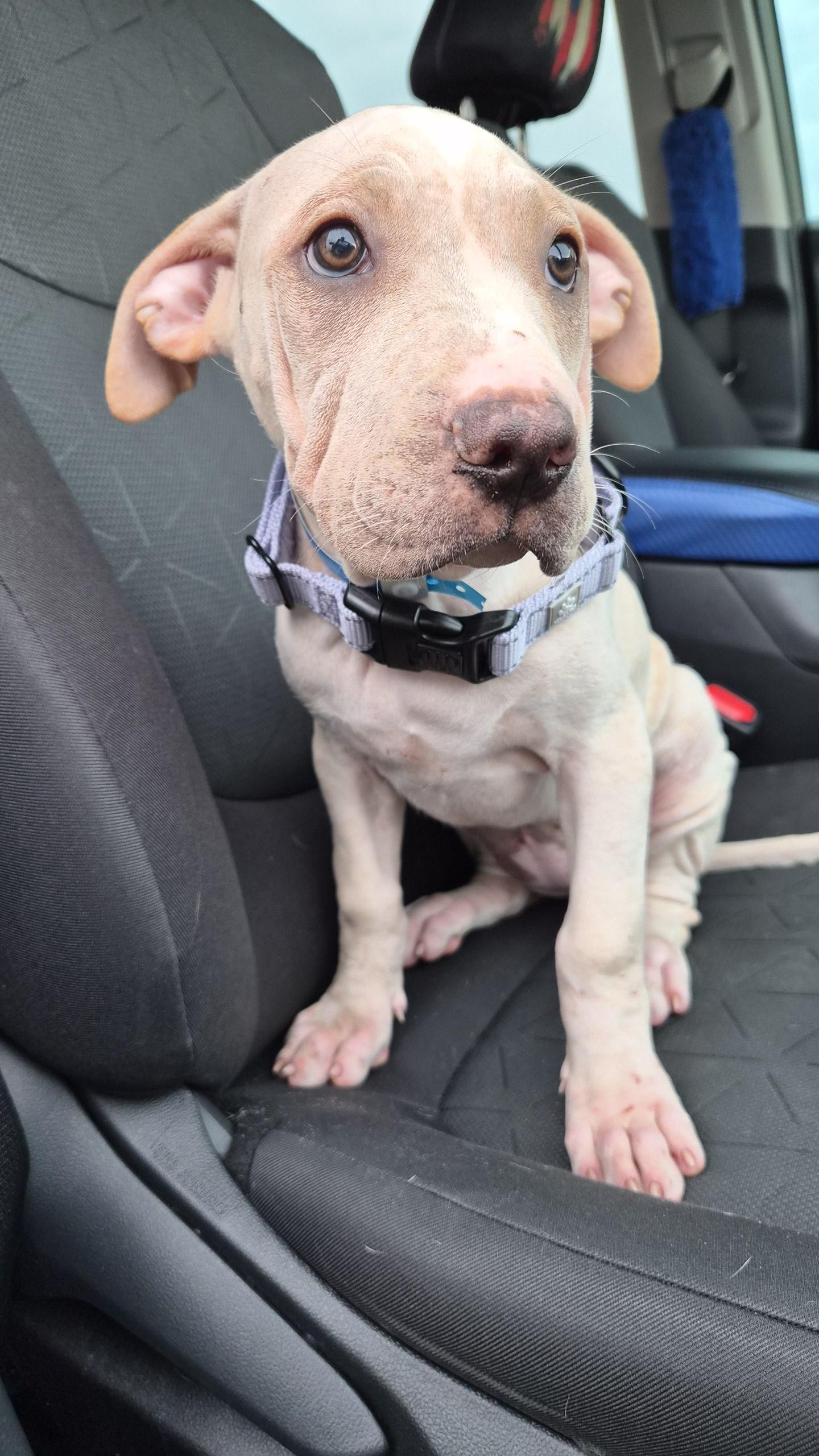 Terry, an adoptable mixed breed in Orlando, FL image 3/6