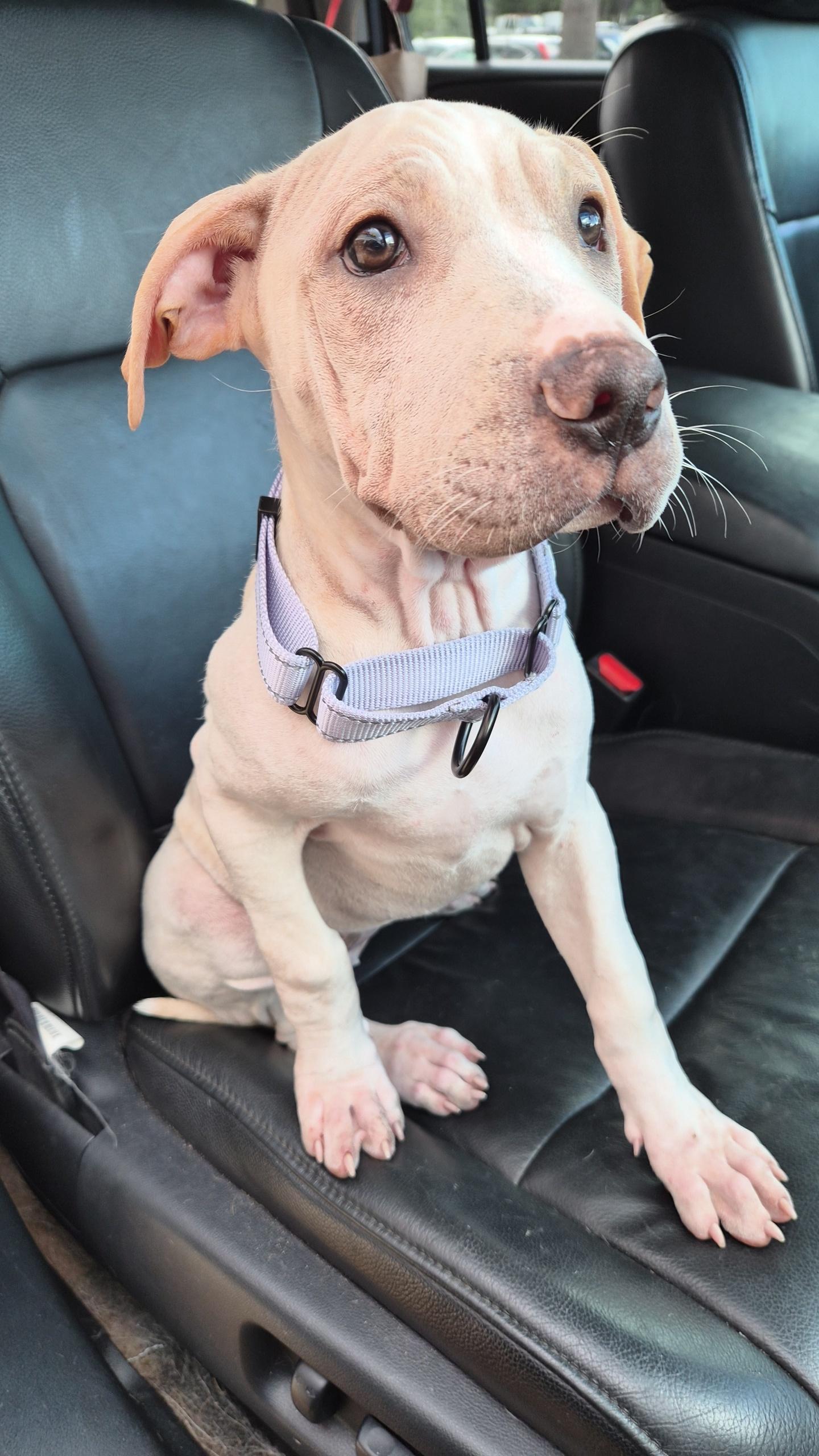 Terry, an adoptable mixed breed in Orlando, FL image 1/6