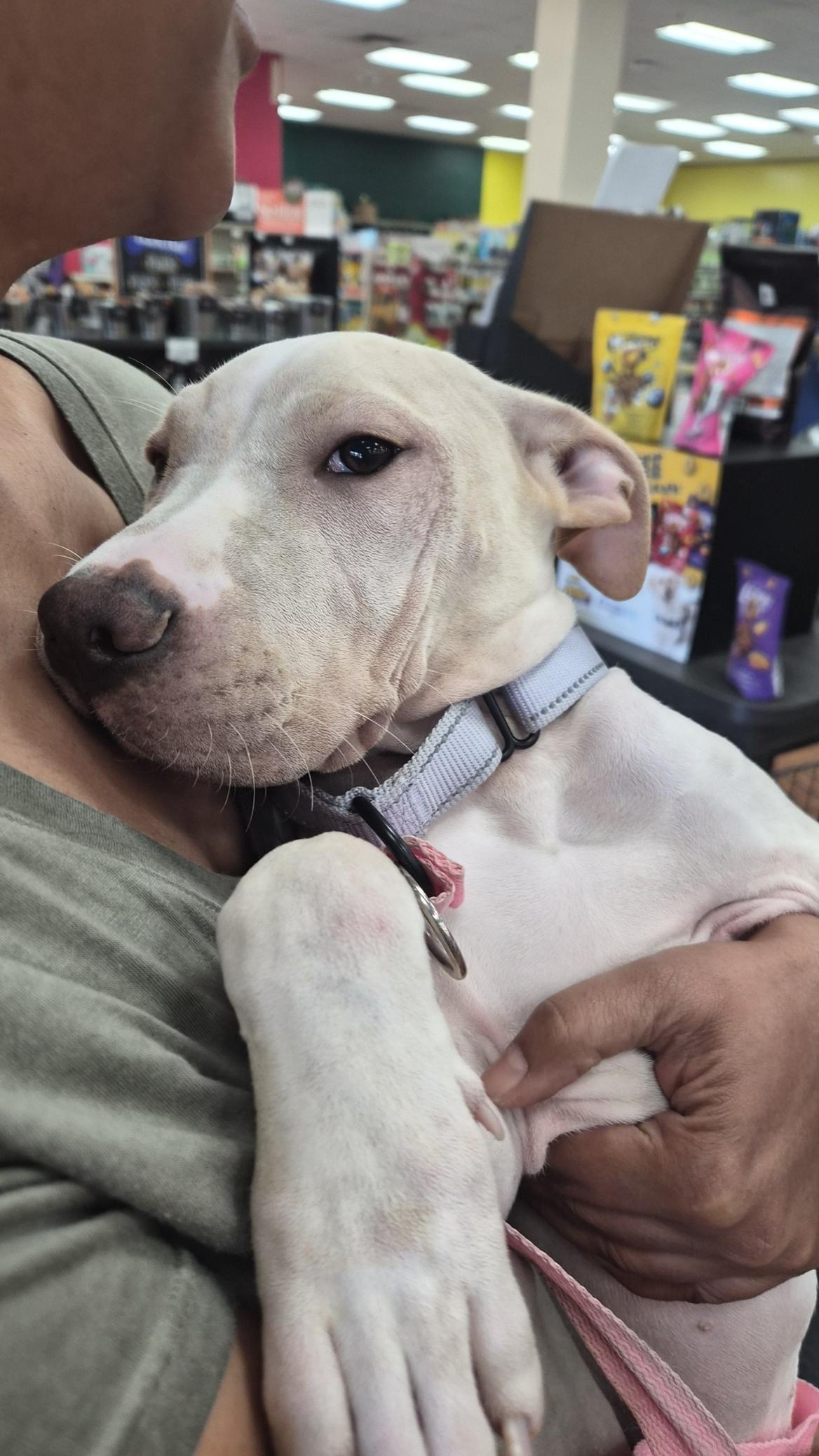 Enlarge Terry, a Adopted mixed breed in Orlando, FL image 2/6