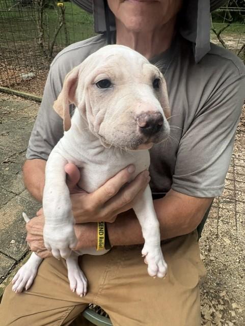 Terry, adoptable, Puppy Female Bulldog & Terrier.