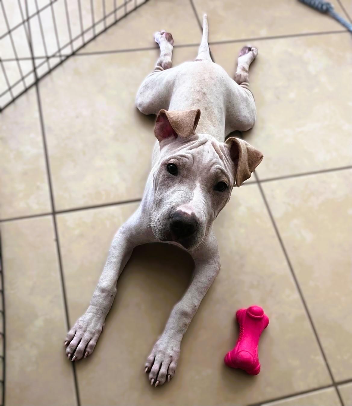 Terry, Adoptable, Puppy Female Bulldog & Shar-Pei.
