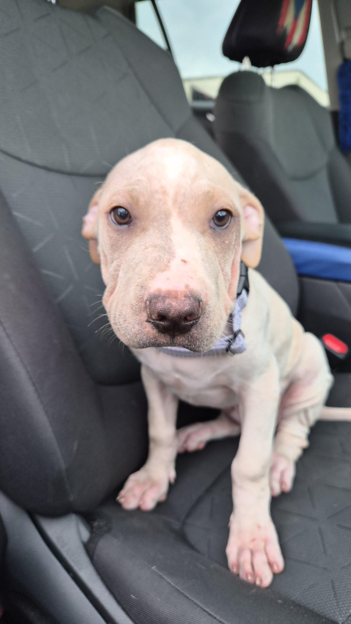 Terry, an adoptable mixed breed in Orlando, FL image 4/6