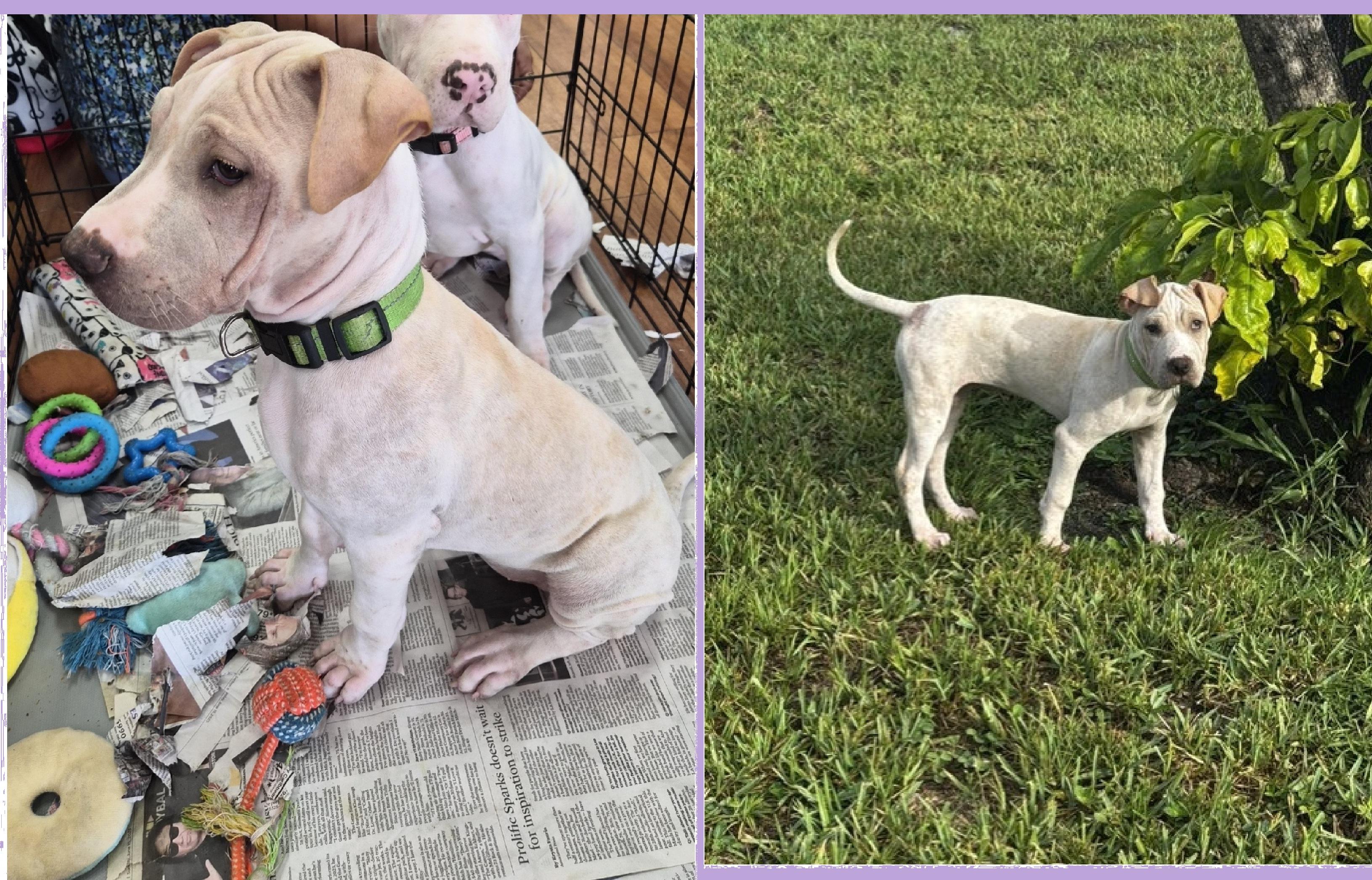 Terry, an adoptable mixed breed in Orlando, FL image 2/6