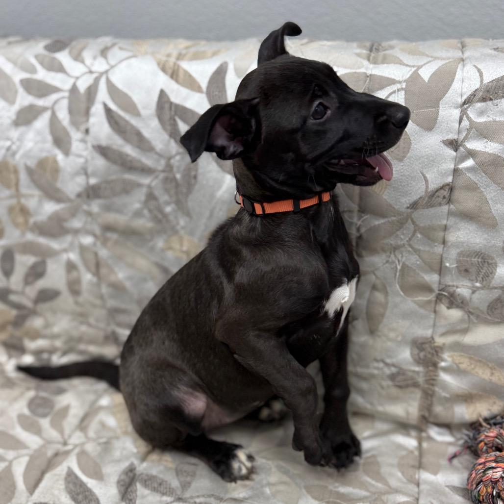 Matcha, a Adoptable Mixed Breed in Monticello, IA image 4/6