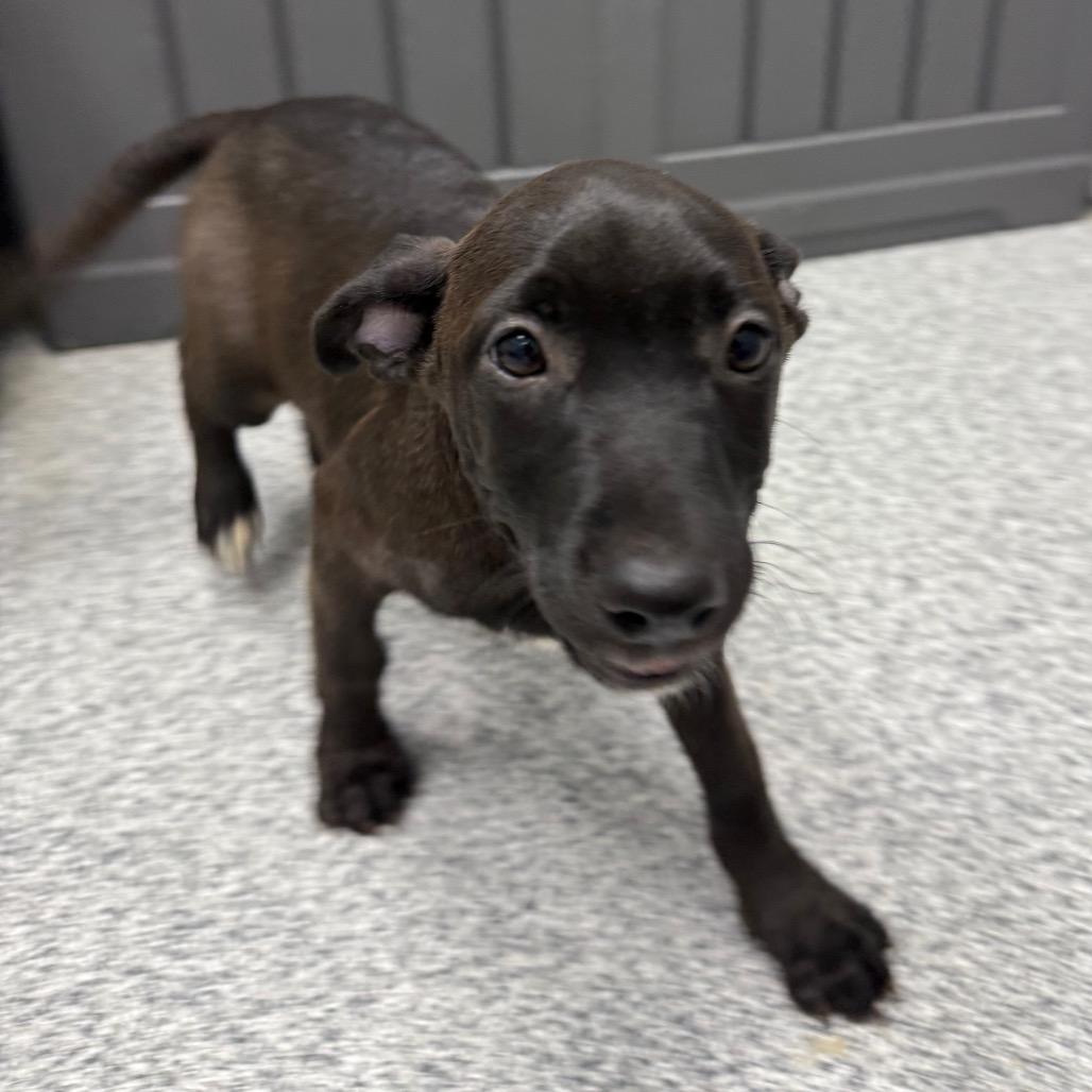 Matcha, Adoptable, Puppy Female Mixed Breed.