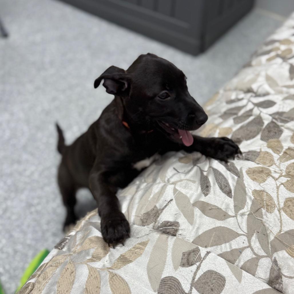 Matcha, a Adoptable Mixed Breed in Monticello, IA image 6/6