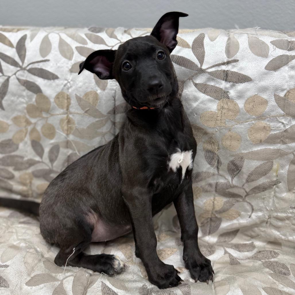 Matcha, a Adoptable Mixed Breed in Monticello, IA image 2/6