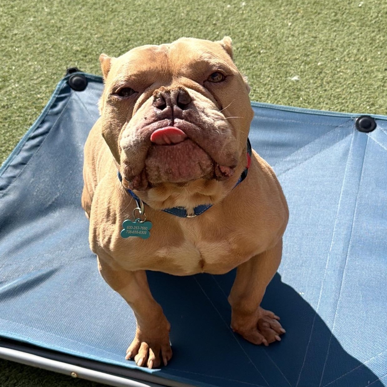 Germaine, a ADOPTABLE Pit Bull Terrier in Naperville, IL image 2/6