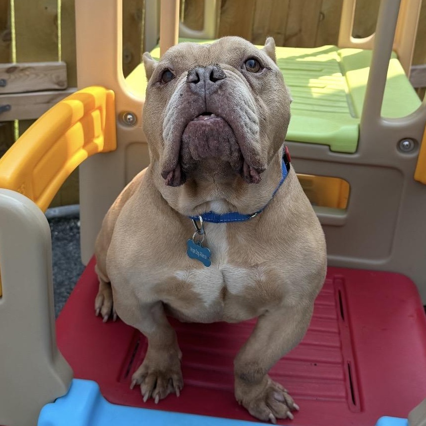 Germaine, a ADOPTABLE Pit Bull Terrier in Naperville, IL image 3/6