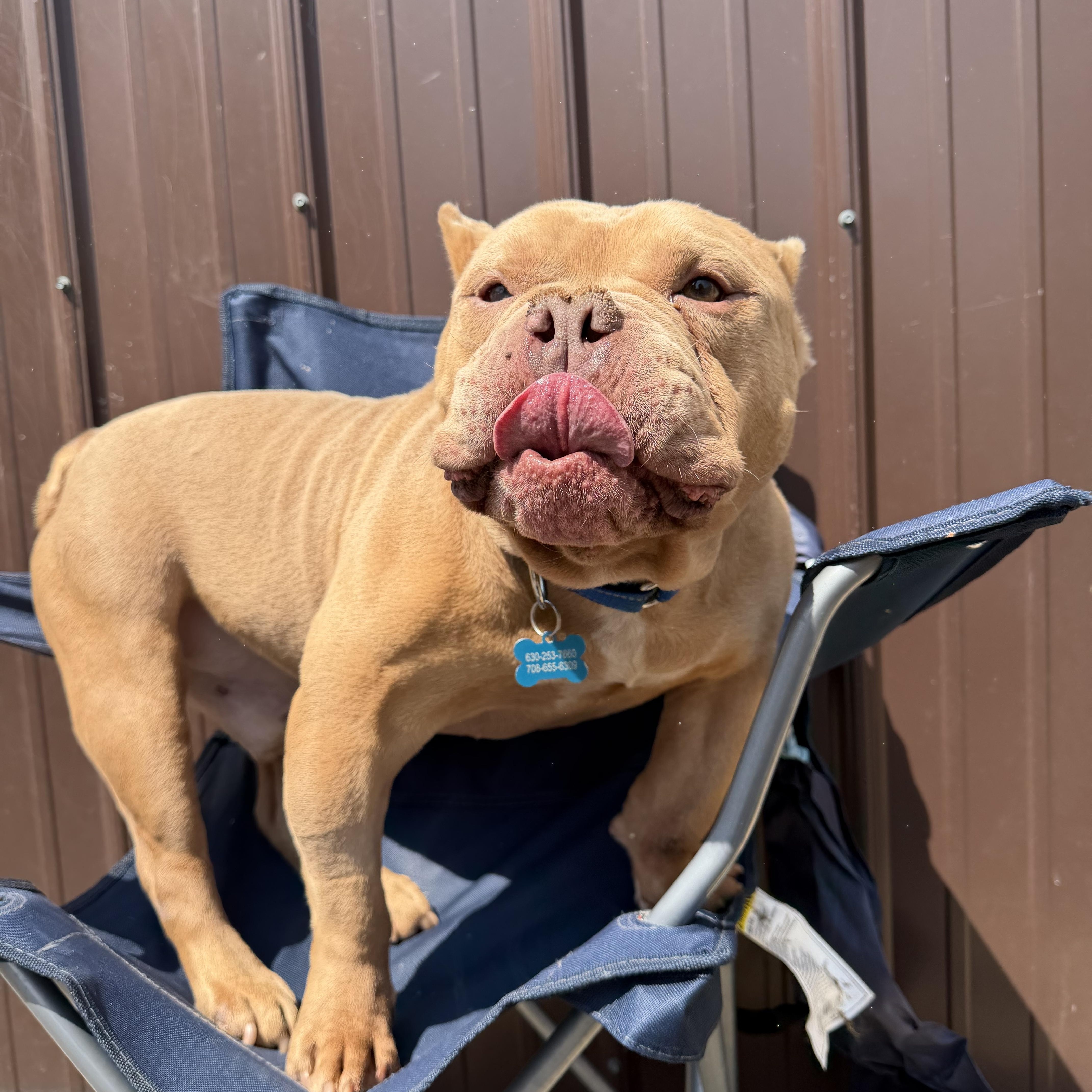 Germaine, a ADOPTABLE Pit Bull Terrier in Naperville, IL image 6/6