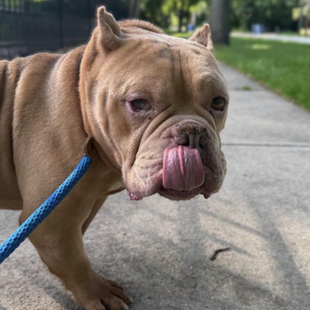 Germaine, a ADOPTABLE Pit Bull Terrier in Naperville, IL image 5/6