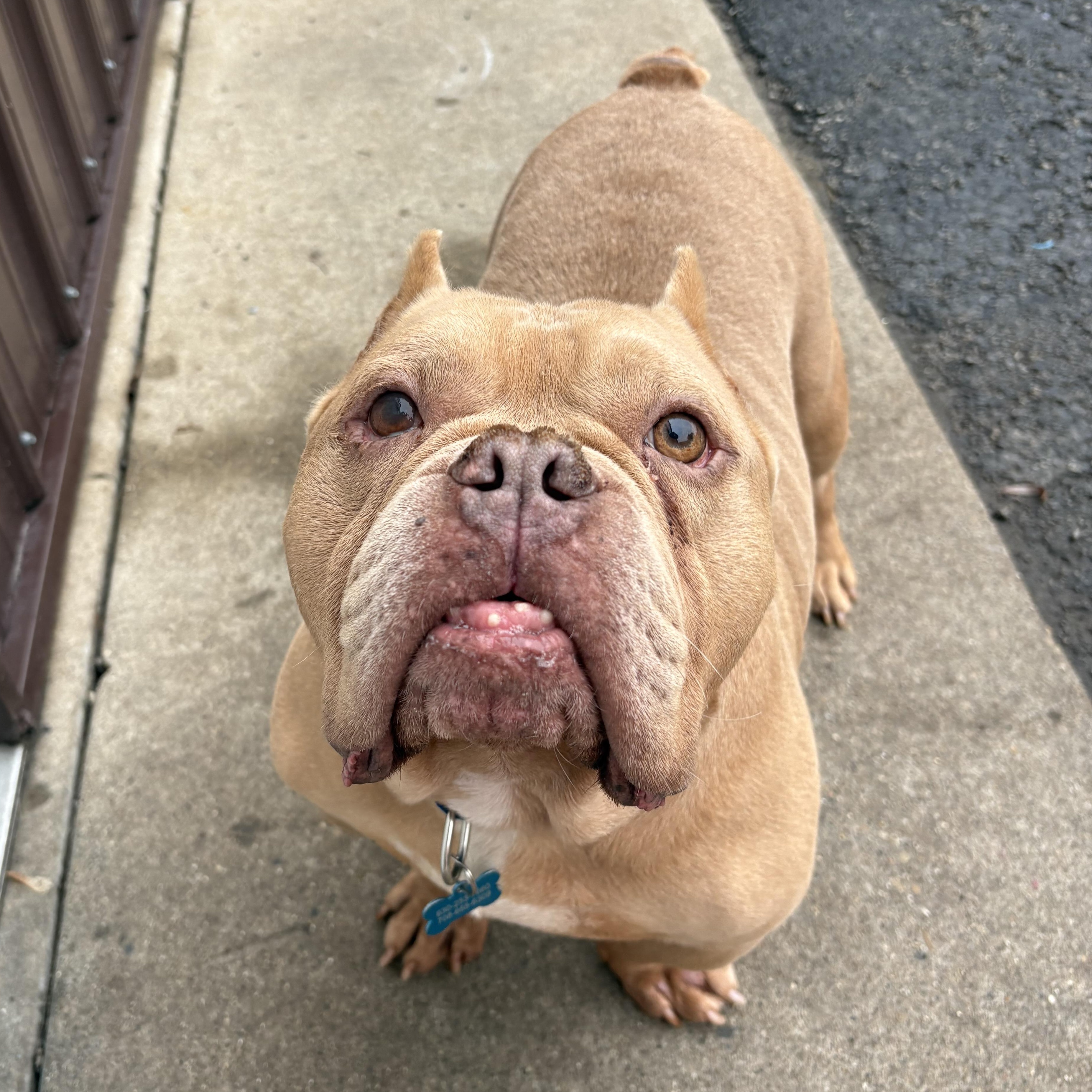 Germaine, ADOPTABLE, Adult Male Pit Bull Terrier.
