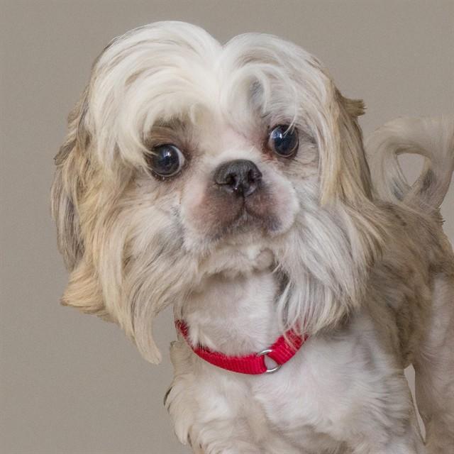 DUCHESS, Adoptable, Adult Female Shih Tzu.
