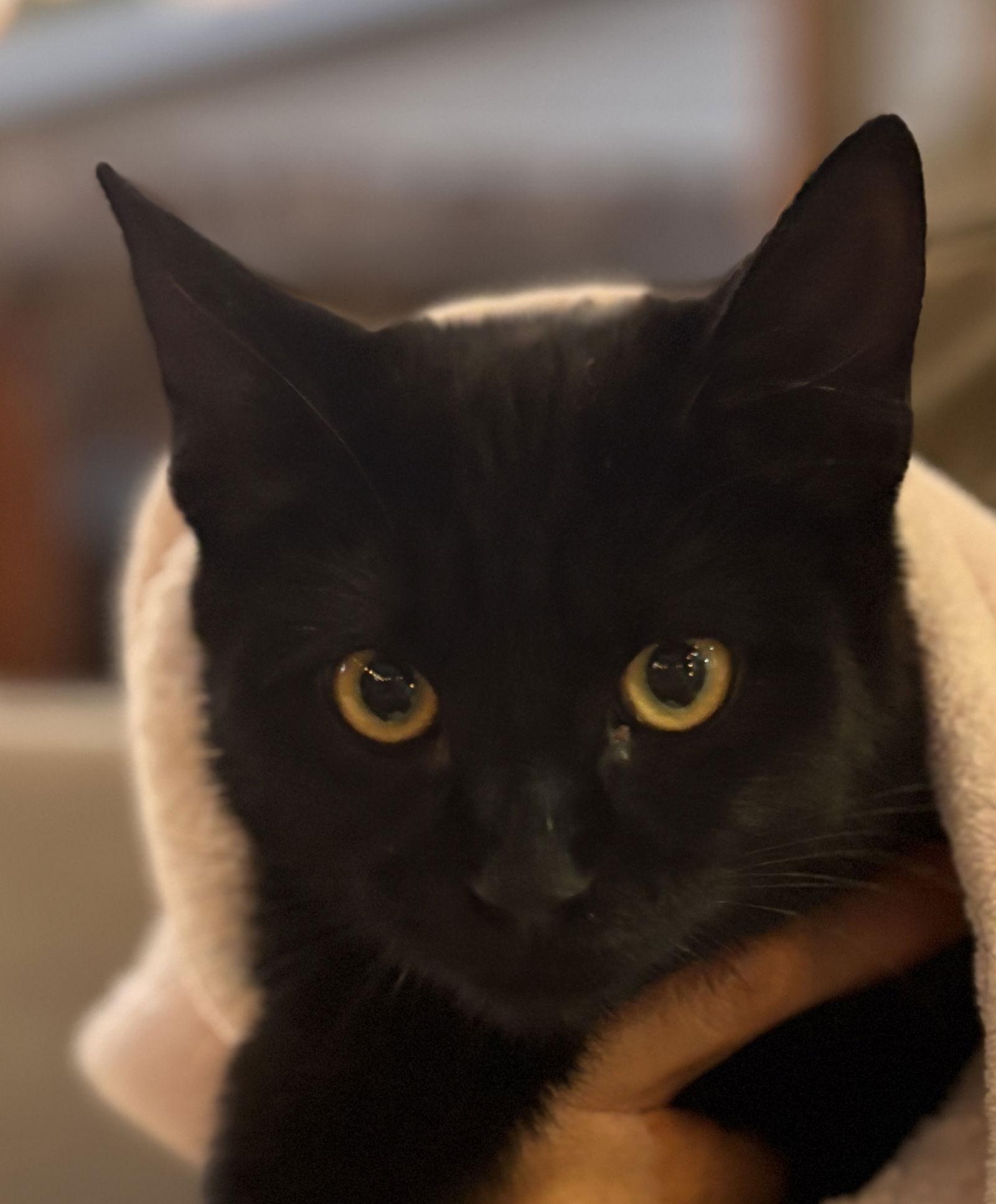 Misty, Adopted, Kitten Female Domestic Medium Hair.