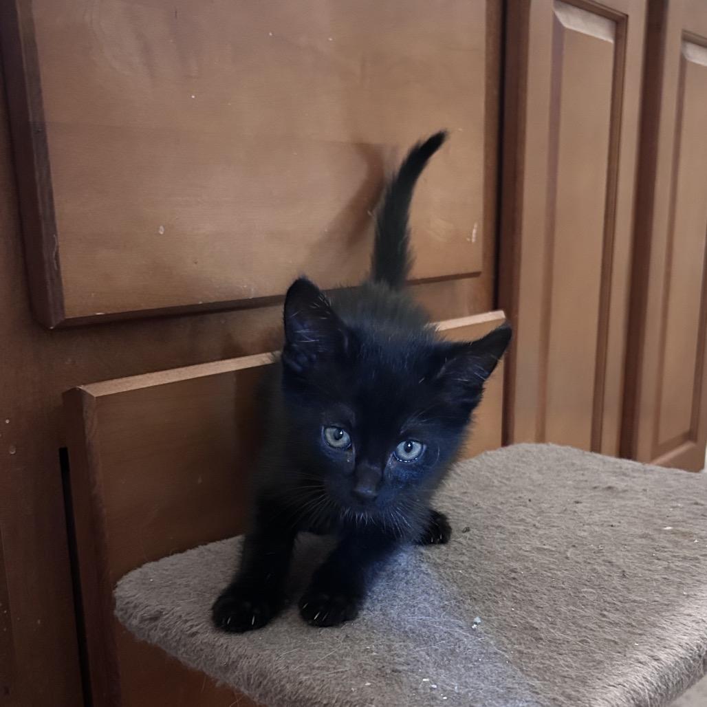 Tofu, Adoptable, Kitten Male Domestic Medium Hair.