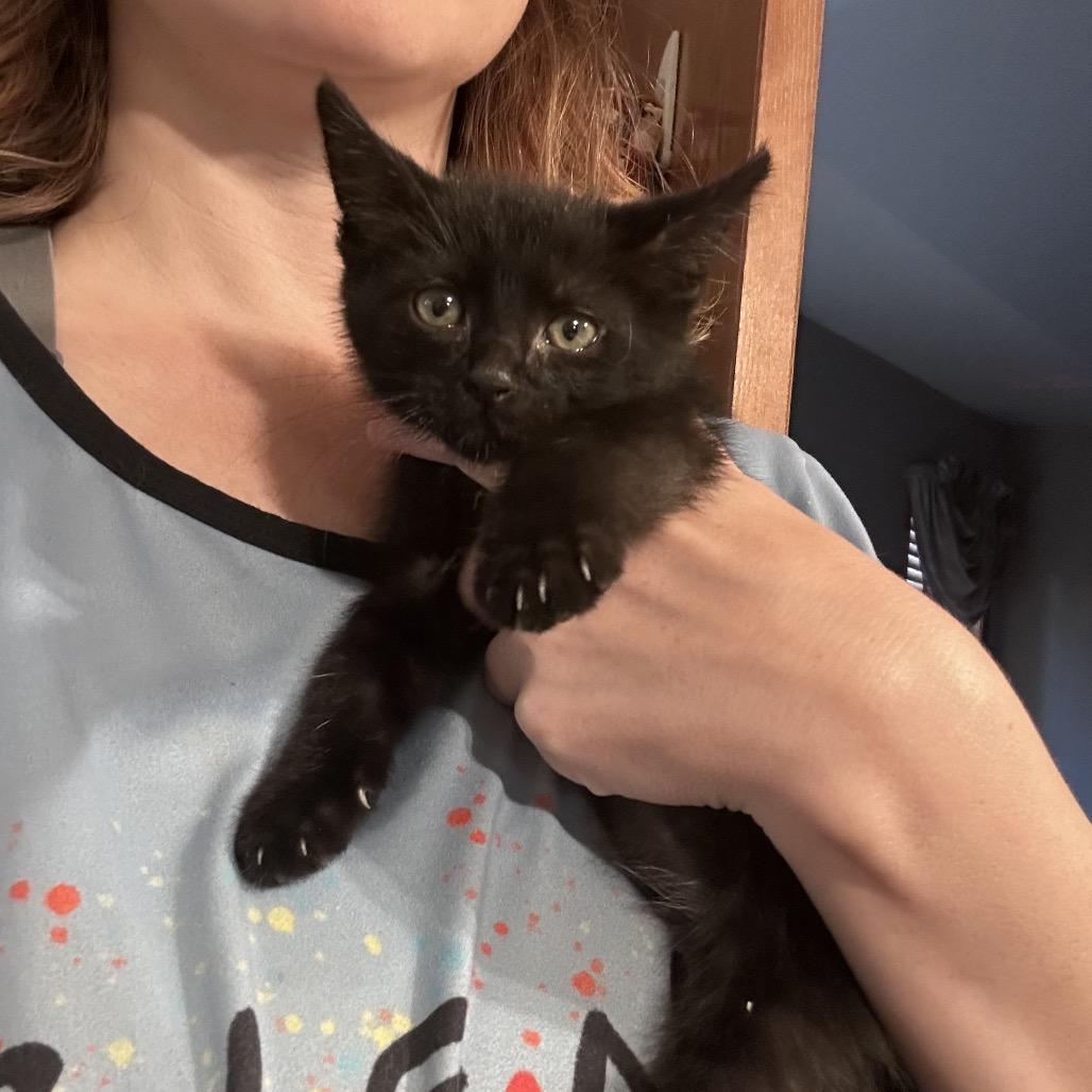 Enlarge Tofu, a Adoptable Domestic Medium Hair in Wichita, KS image 2/6