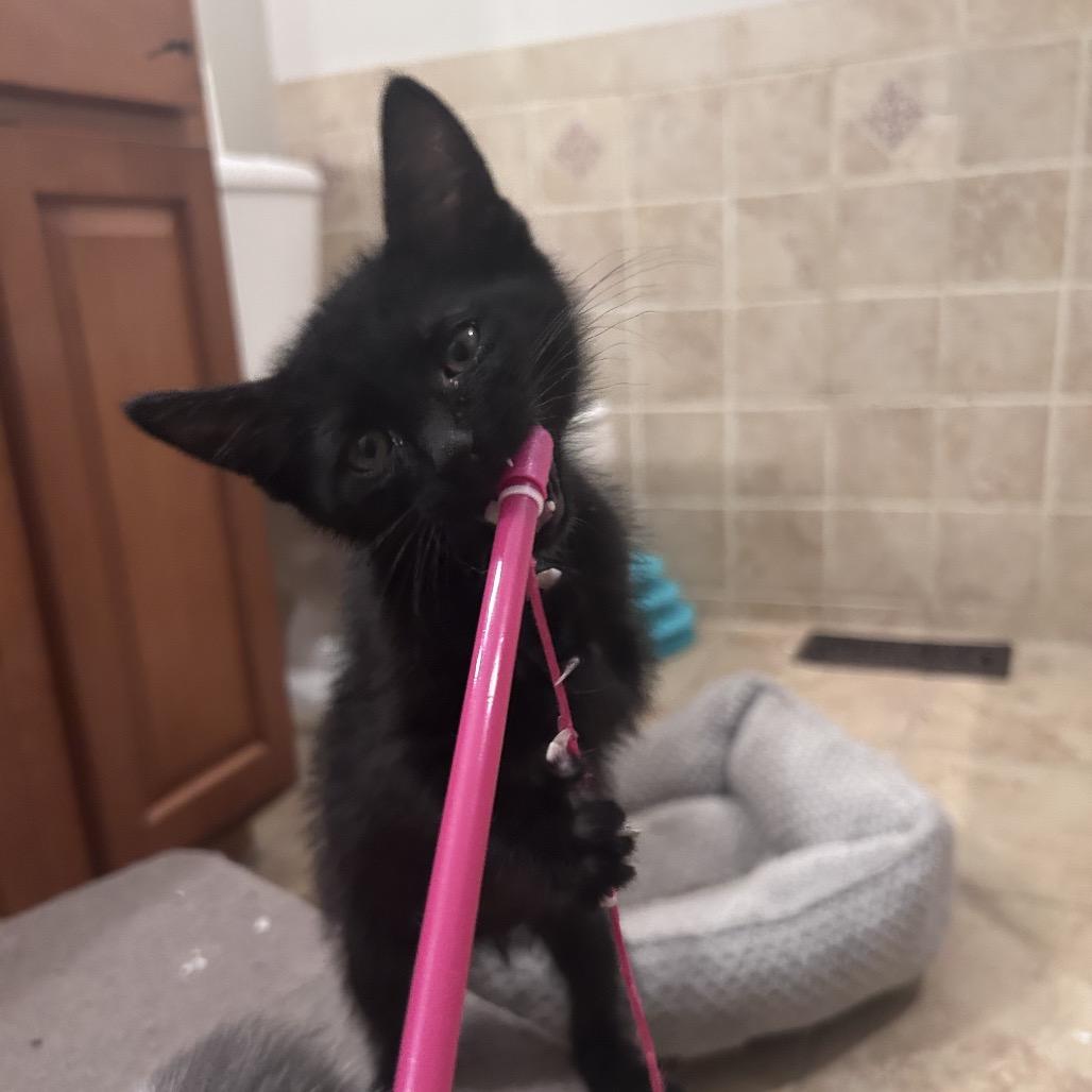 Enlarge Tofu, a Adoptable Domestic Medium Hair in Wichita, KS image 3/6