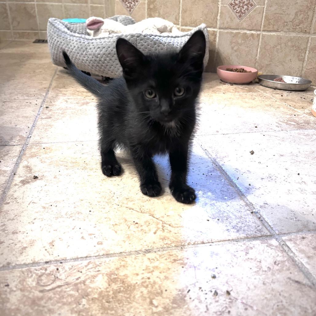Enlarge Tofu, a Adoptable Domestic Medium Hair in Wichita, KS image 4/6