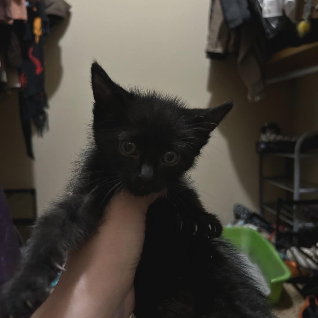 Enlarge Tofu, a Adoptable Domestic Medium Hair in Wichita, KS image 5/6