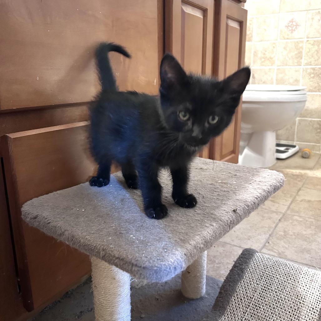 Enlarge Tofu, a Adoptable Domestic Medium Hair in Wichita, KS image 6/6