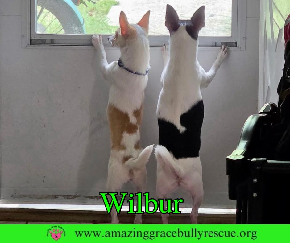 Wilbur, Adoptable, Young Male Chihuahua.
