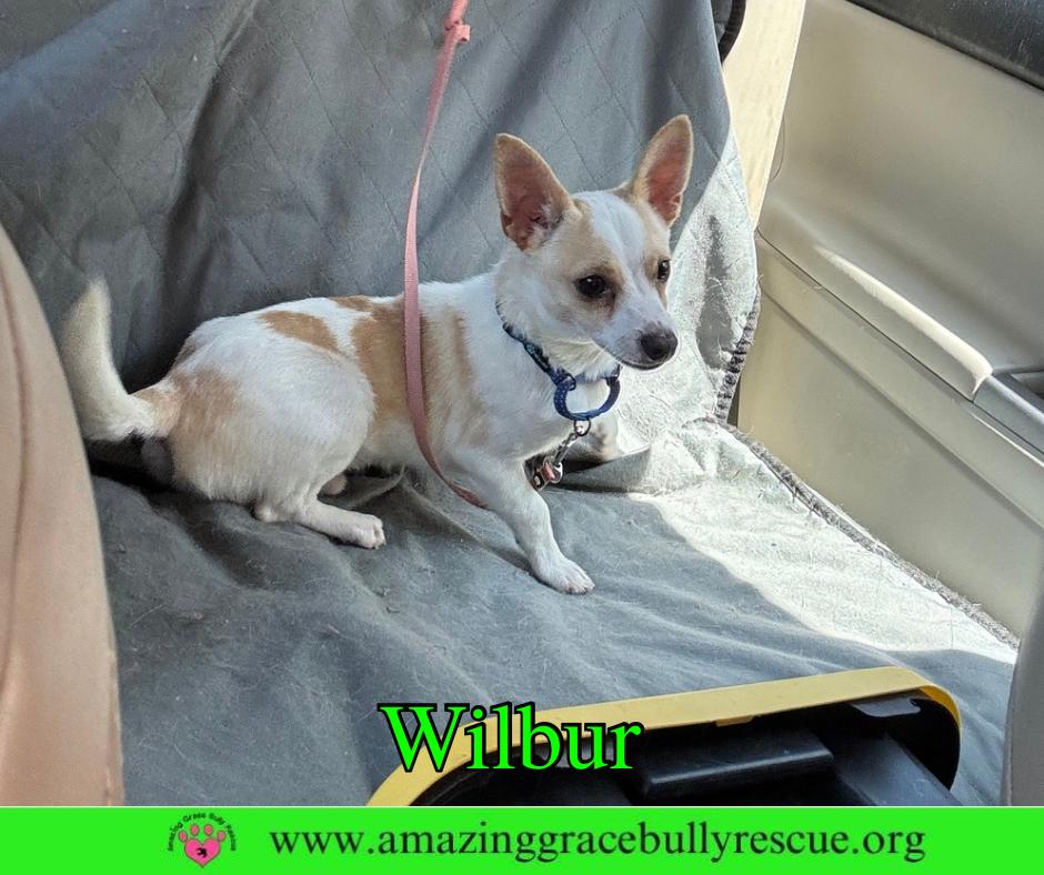 Enlarge Wilbur, a Adoptable Chihuahua in Pensacola, FL image 2/3