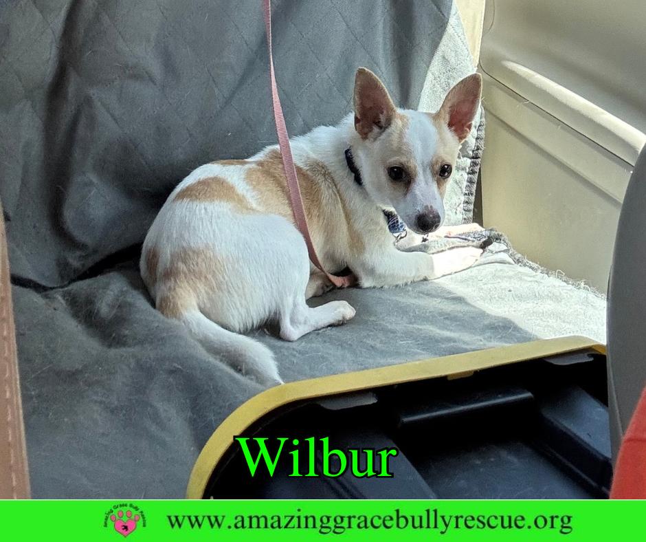 Enlarge Wilbur, a Adoptable Chihuahua in Pensacola, FL image 3/3