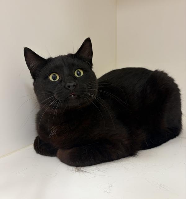 Spencer, Adoptable, Young Male Domestic Short Hair.