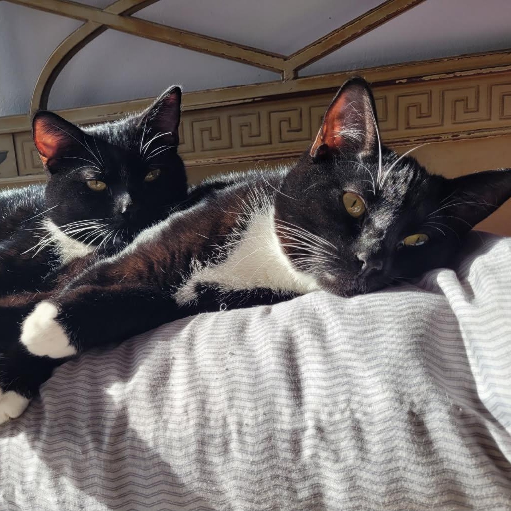 Enlarge ANCHOVY & MR. CRABS, a ADOPTABLE Tuxedo in Hamilton, NJ image 1/5