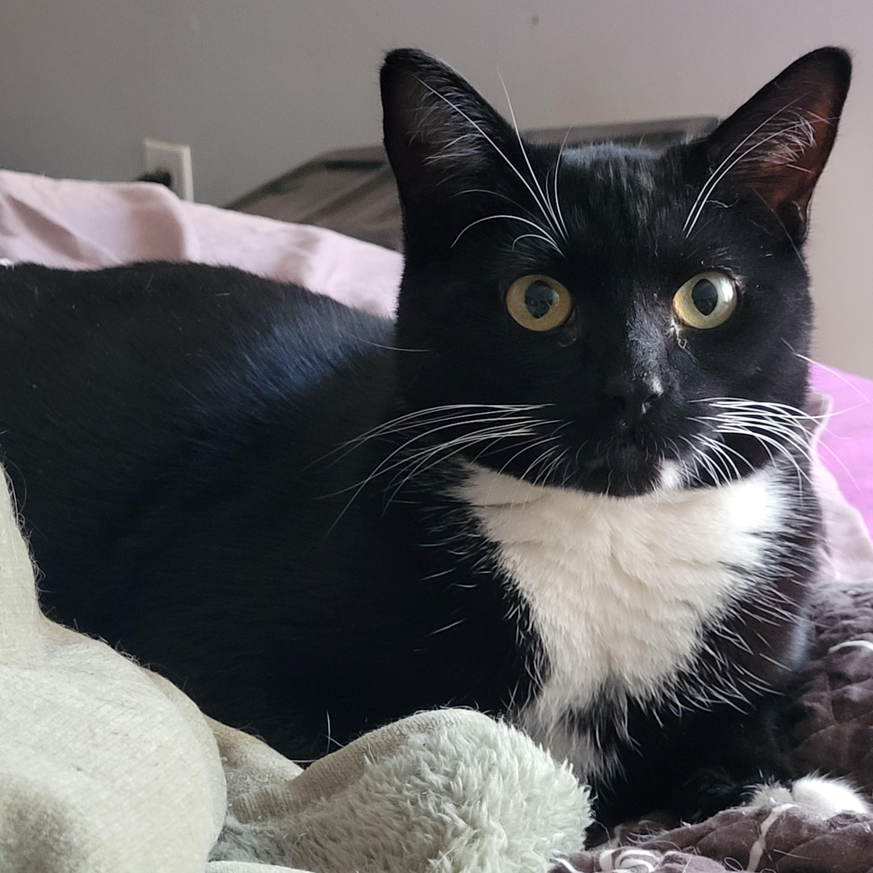 Enlarge ANCHOVY & MR. CRABS, a ADOPTABLE Tuxedo in Hamilton, NJ image 3/5