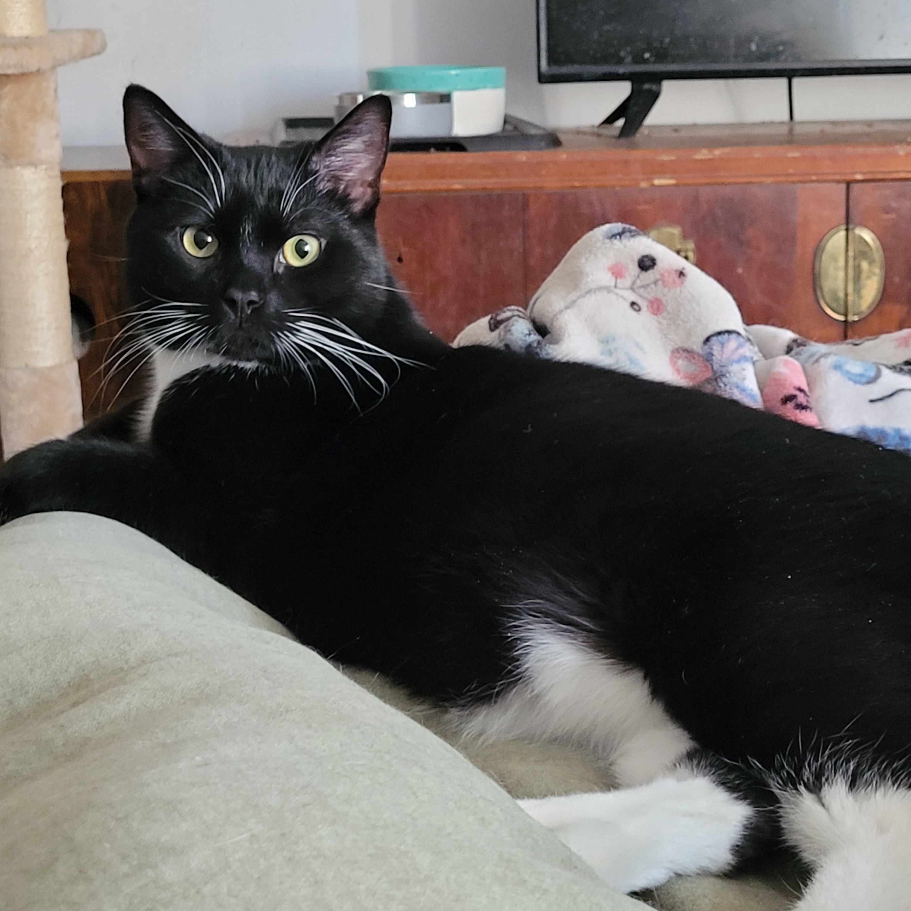 Enlarge ANCHOVY & MR. CRABS, a ADOPTABLE Tuxedo in Hamilton, NJ image 2/5
